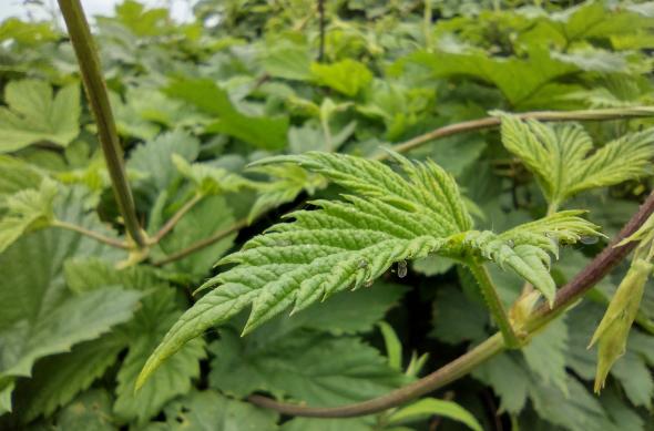 Motorola Moto G50 - Mostre Foto (ziua): IMG_20210524_143852610_HDR.jpg