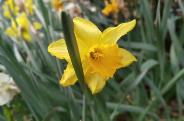 Nokia 8.1 - Mostre Foto (bokeh): IMG_20190402_140903.jpg