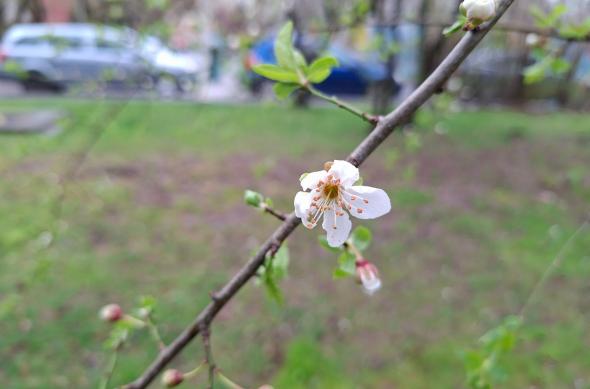 Samsung Galaxy A57 - Mostre bokeh: Mostre-bokeh_ (6).jpg