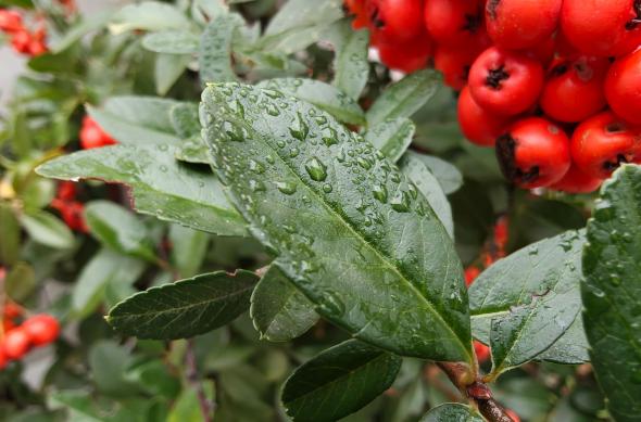 OnePlus 15 - Mostre macro: OnePlus-15-Mostre-Macro_001.jpg