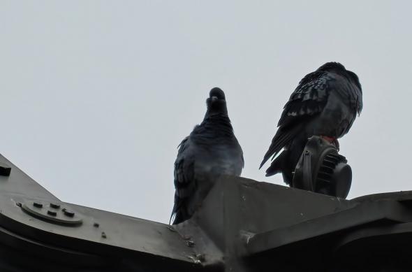 OnePlus 15 - Mostre zoom: OnePlus-15-Mostre-Zoom_032.jpg