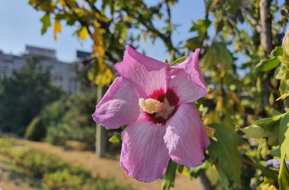 Mostre foto Samsung Galaxy Note 10+: 20190821_165328.jpg