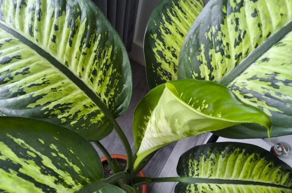 Samsung Galaxy Tab S11 Ultra - Mostre foto: Camera (6).jpg