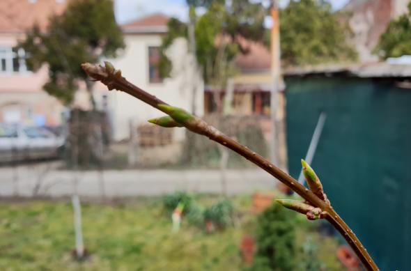 Samsung Galaxy S9+ - Mostre Foto (ziua): 20180311_130857.jpg