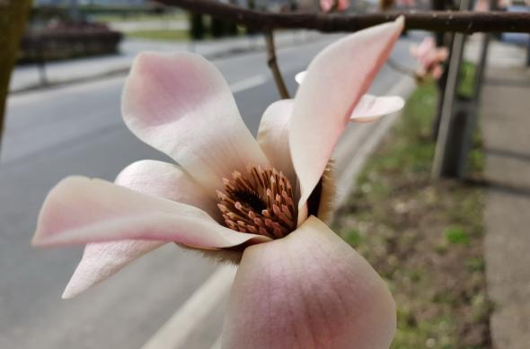 Samsung Galaxy S9+ - Mostre Foto (ziua): 20180312_143934.jpg