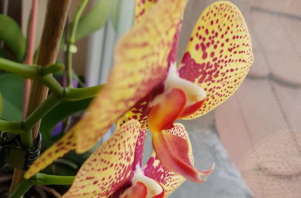 Samsung Galaxy S9+ - Mostre Foto (la interior): 20180310_134747.jpg