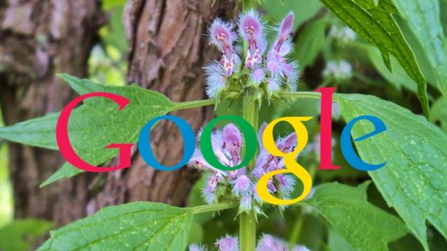 <b>Google lucrează la un nou sistem de operare numit "pigweed" a.k.a "talpa-gâștei"; Primește trademark-ul asociat denumirii</b>Au trecut multe luni de la ultimele vești asociate sistemului de operare Fucshia OS și pare că proiectul e pus în stand-by, mai ales dacă ne uităm asupra trademark-ului recent înregistrat de către Google