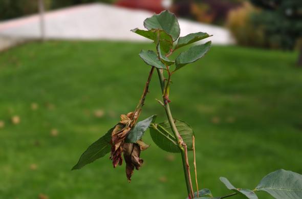 OPPO Find X9 Pro - Mostre bokeh: OPPO-Find-X9-Pro-Mostre-bokeh_013.jpg