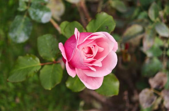 OPPO Find X9 Pro - Mostre bokeh: OPPO-Find-X9-Pro-Mostre-bokeh_020.jpg