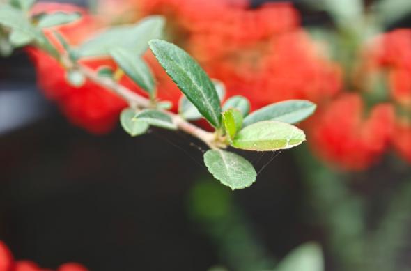 OPPO Find X9 Pro - Mostre macro: OPPO-Find-X9-Pro-Mostre-macro_003.jpg