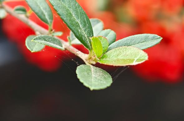 OPPO Find X9 Pro - Mostre macro: OPPO-Find-X9-Pro-Mostre-macro_004.jpg