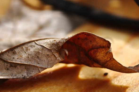 OPPO Find X9 Pro - Mostre macro: OPPO-Find-X9-Pro-Mostre-macro_006.jpg