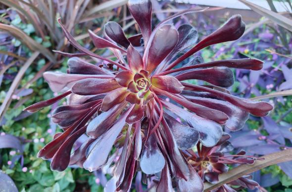 OPPO Find X9 Pro - Mostre Barcelona: Find-X9-Pro-Barcelona_ (1).jpg