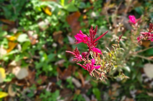 Motorola edge 70 - Mostre Foto (bokeh): Motorola-edge-70-Mostre-bokeh_002.jpg