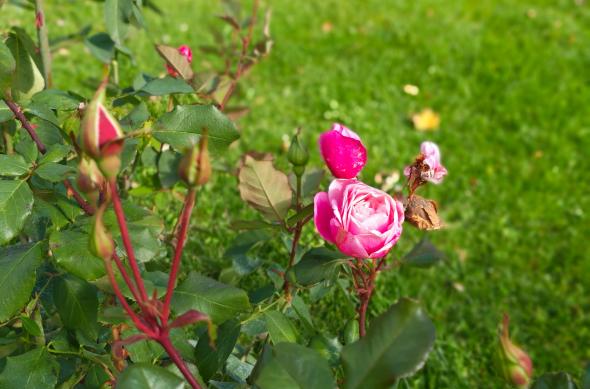 Motorola edge 70 - Mostre Foto (bokeh): Motorola-edge-70-Mostre-bokeh_007.jpg