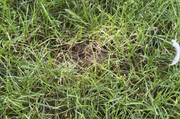 Pete de urină și fecale lăsate de pisici în gazon: IMG_8810.JPG