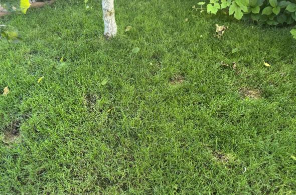 Pete de urină și fecale lăsate de pisici în gazon: IMG_8813.JPG