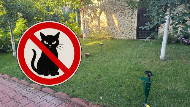 <b>Mi-am făcut propriul Iron Dome pentru gazon: două gadgeturi și un spray țin pisicile departe; Fără pipi și căcăreze în iarbă!</b>Sunt pisicar, cum s-ar zice... Adică dacă am două opțiuni - să leg între o pisică și un câine, aș alege pisica. Pe de altă parte, îmi plac toate animalele - asta poate și pentru că am avut privilegiul să merg vara la sat, la bunici, iar acolo am învățat..