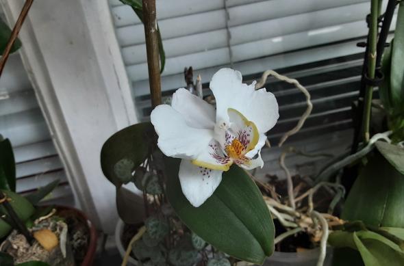 Samsung Galaxy Tab S6 Lite (LTE) - Mostre Foto: 20200625_154235.jpg