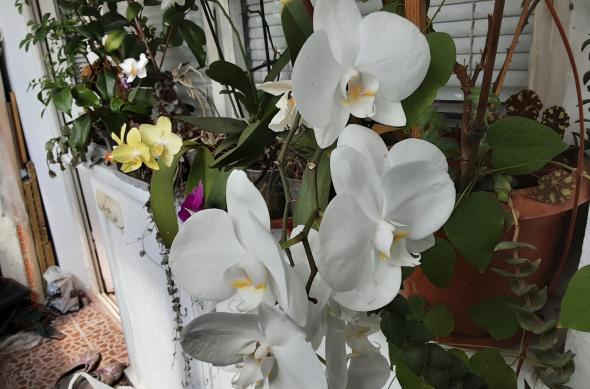 Samsung Galaxy Tab S6 Lite (LTE) - Mostre Foto: 20200625_154242.jpg