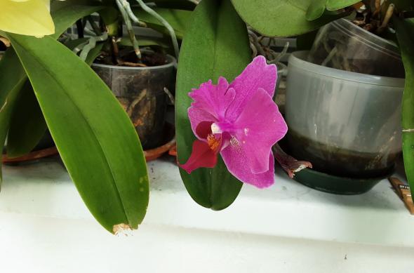 Samsung Galaxy Tab S6 Lite (LTE) - Mostre Foto: 20200625_154716.jpg