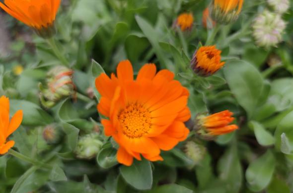 Xiaomi Mi 10 Pro - Mostre Foto (ziua): IMG_20200506_154826.jpg