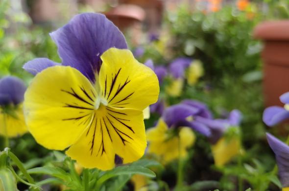 Xiaomi Mi 10 Pro - Mostre Foto (ziua): IMG_20200506_155009.jpg