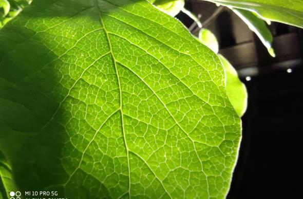 Fotografii low light făcute cu Xiaomi Mi 10 Pro: IMG_20200504_215253.jpg