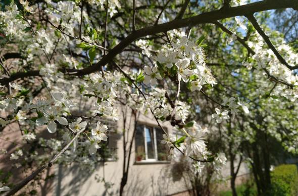 Sony Xperia Z5 - Mostre Foto (ziua): DSC_0009.JPG