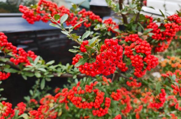 OPPO Find X9 Pro - Mostre zi: OPPO-Find-X9-Pro-Mostre-Zi_009.jpg