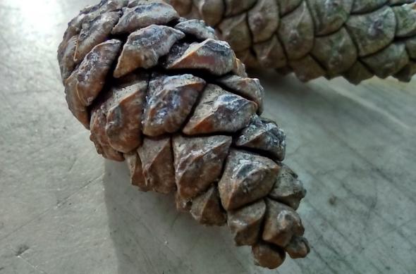 Motorola Moto G 5G - Mostre Foto (ziua): IMG_20210119_144935101_HDR.jpg