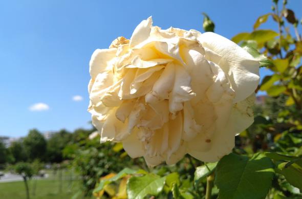 Nokia 6.1 - Mostre Foto (ziua): IMG_20180615_145148.jpg