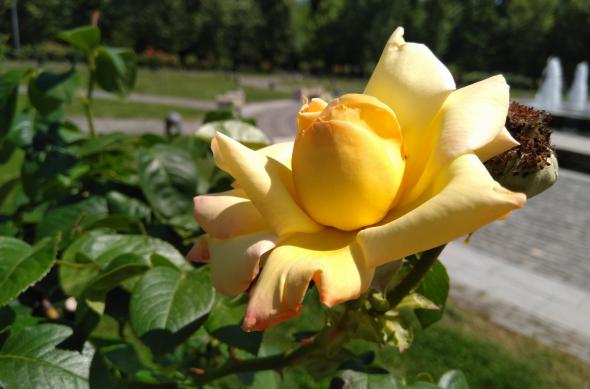 Nokia 6.1 - Mostre Foto (ziua): IMG_20180615_145325.jpg