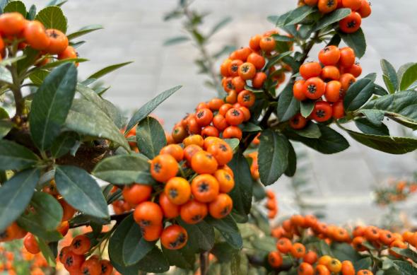 Apple iPhone 15 - Mostre Foto: iPhone-15-Closeup_001.jpg