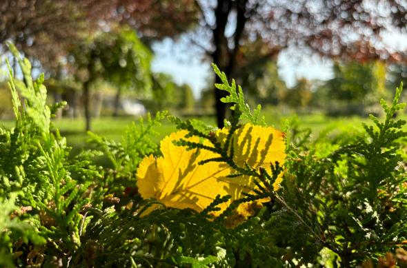 Apple iPhone 15 - Mostre Foto: iPhone-15-Closeup_010.jpg