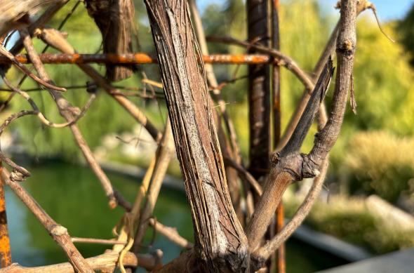 Apple iPhone 15 - Mostre Foto: iPhone-15-Closeup_006.jpg