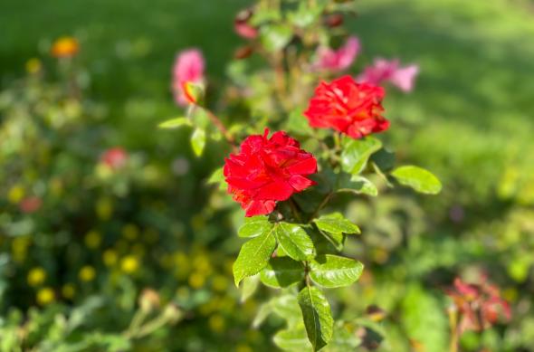 Apple iPhone 15 - Mostre Foto (bokeh): iPhone-15-Mostre-portrait_005.jpg