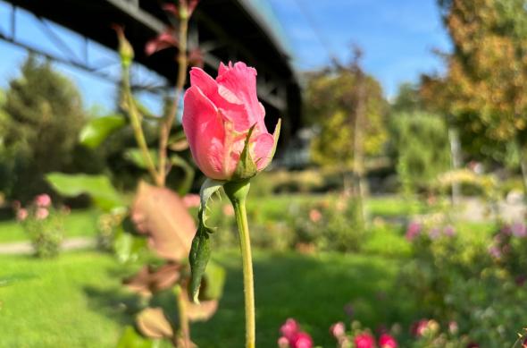 Apple iPhone 15 - Mostre Foto (bokeh): iPhone-15-Mostre-portrait_003.jpg