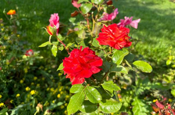 Apple iPhone 15 - Mostre Foto: iPhone-15-Mostre-Culori_007.jpg