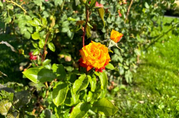 Apple iPhone 15 - Mostre Foto: iPhone-15-Mostre-Culori_006.jpg