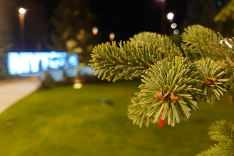 Sony Xperia 5 - Mostre Foto (seara): DSC_0279.JPG