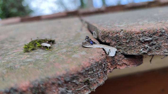 Xiaomi Mi 11 - Mostre foto (macro)