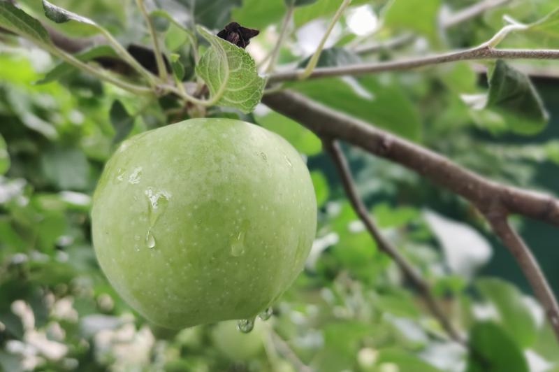 Nubia Red Magic 5G - Mostre Foto (ziua): IMG_20200718_113410.jpg