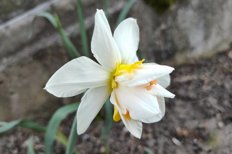 OPPO Find X2 - Mostre Foto (bokeh): IMG20200321163745.jpg