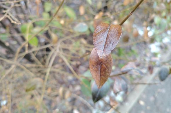 HONOR Magic8 Lite - Mostre closeup: Mostre-closeup_ (3).jpg