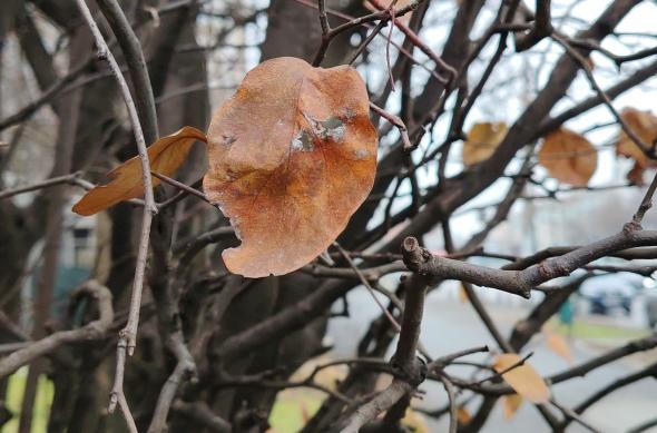 HONOR Magic8 Lite - Mostre closeup: Mostre-closeup_ (4).jpg