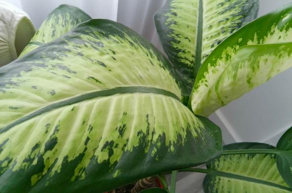 HUAWEI MatePad 11.5 S (2026) - Mostre: IMG_20260201_115235.jpg