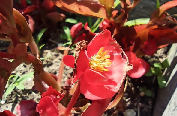 Redmi Note 10S - Mostre Foto (ziua): IMG_20210628_151208.jpg