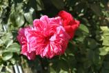 IMG_20160827_150117.jpg
