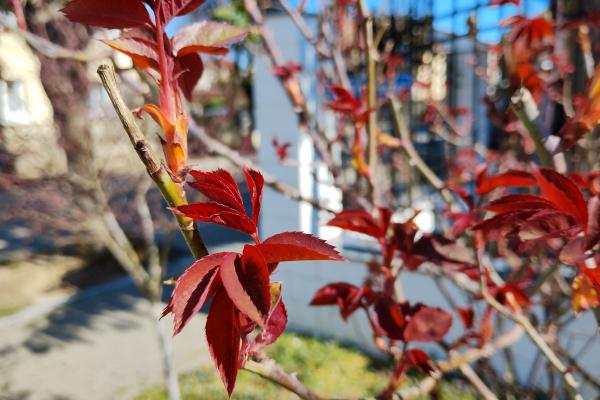 Motorola Moto G53 5G - Foto ziua